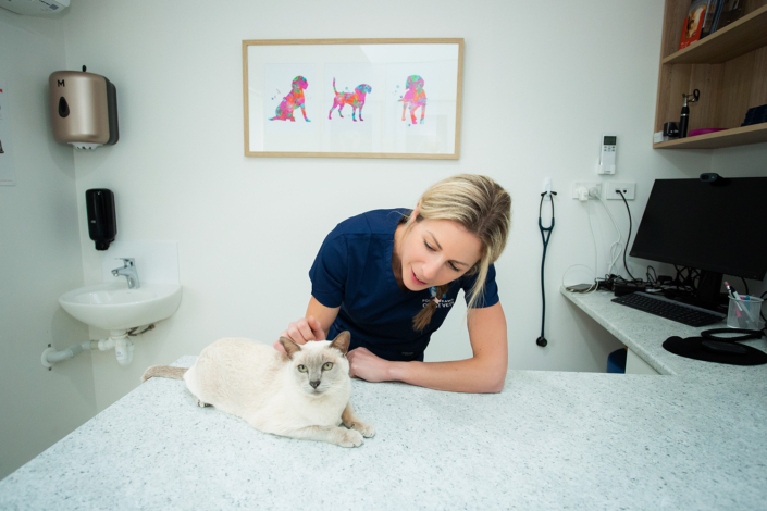 image of vet with cat